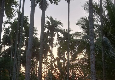 Gold Coast Resort, Diglipur