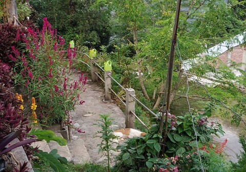 Barbet Homestay@Kitam Bird Sanctuary, South Sikkim
