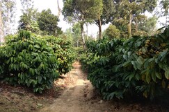 Coffeeland Homestay, Coorg Coffeeland Homestay, Coorg