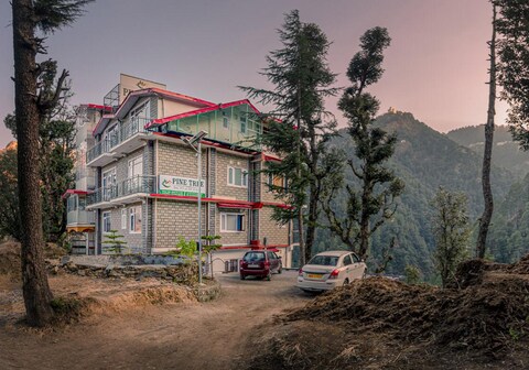 Pine Tree Shimla