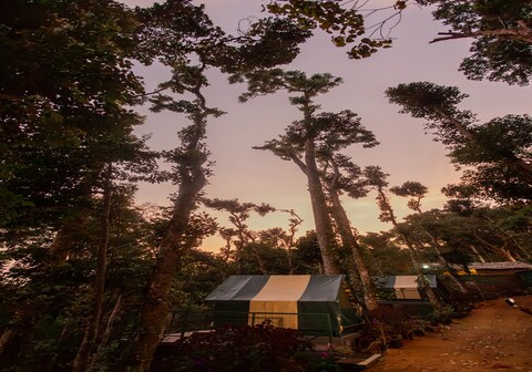 Wonderwoods Tent Camping