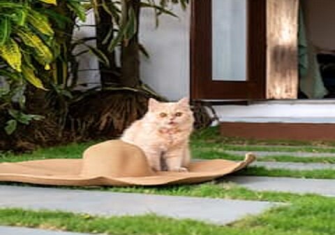 Arcangela Heritage villa