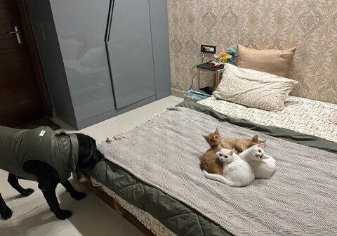 Samshek's Hazy Summer