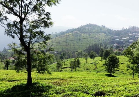 TAVISH hills Villlage view