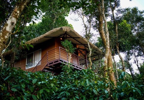 Coffee Cradle Wayanad Premium Tree House