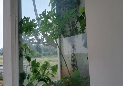 Glass house