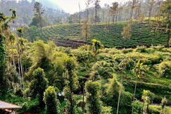 Severn Jungle Villa, Wayanad Severn Jungle Villa, Wayanad