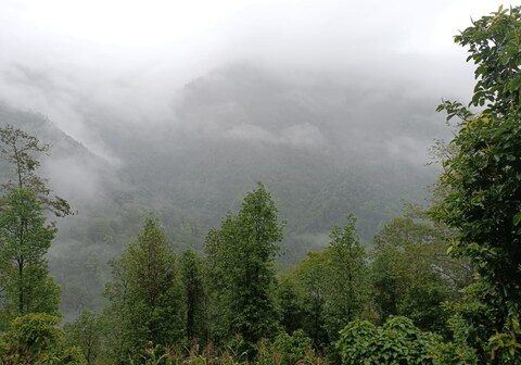 Golden Apple Retreat