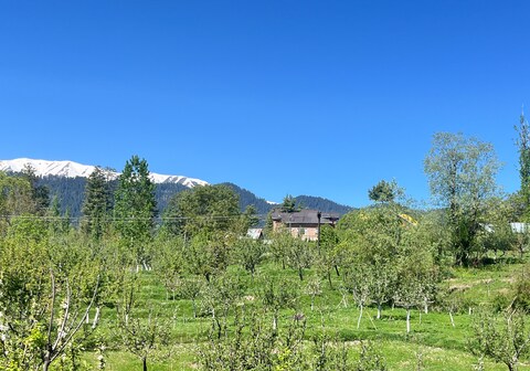 The Himalayan Nest
