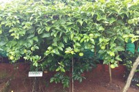Go Green Spice & Eco Resort, Goa Go Green Spice & Eco Resort, Goa