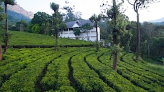 Tea Harvester, Munnar Tea Harvester, Munnar