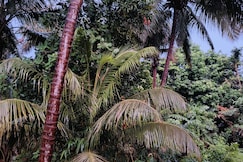 Whispering Coco, Goa