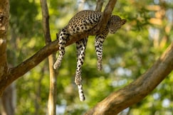 Egyptian by Nomada Mount Abu, Mount Abu