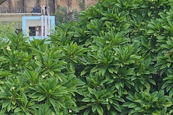 Gullu Kuku Homestay, Jaipur