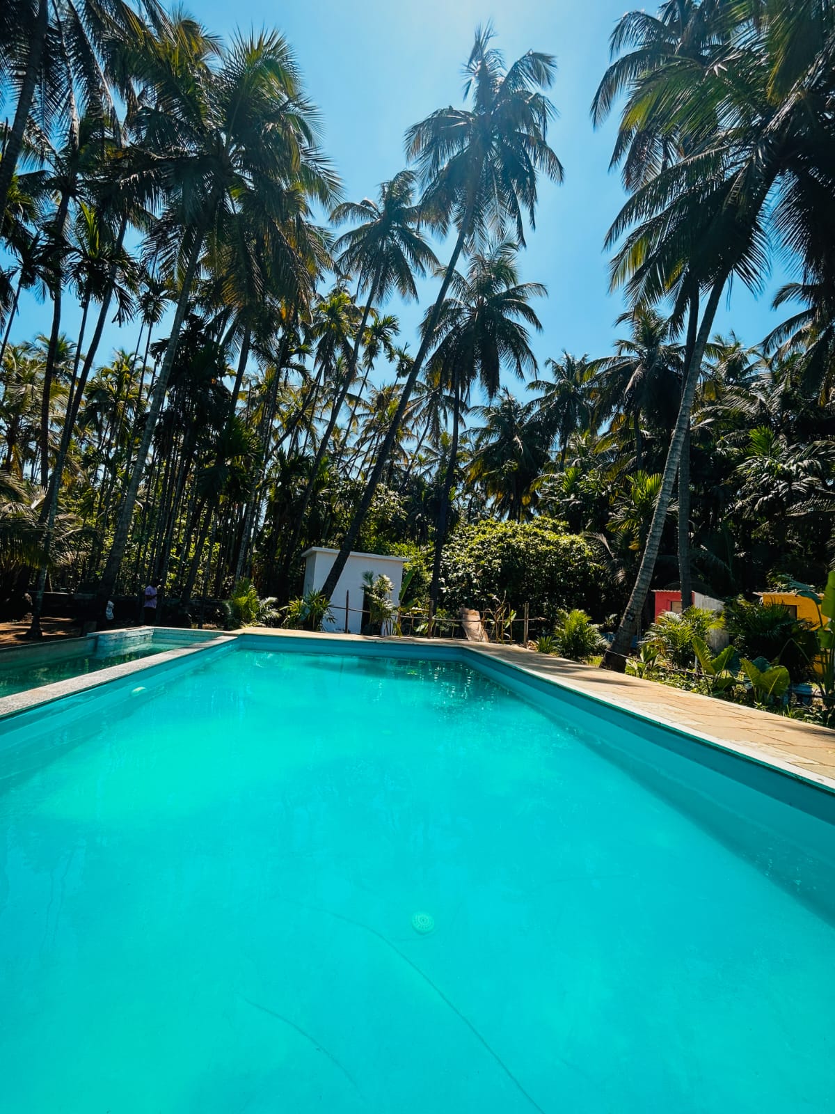 Arecan Palm 3