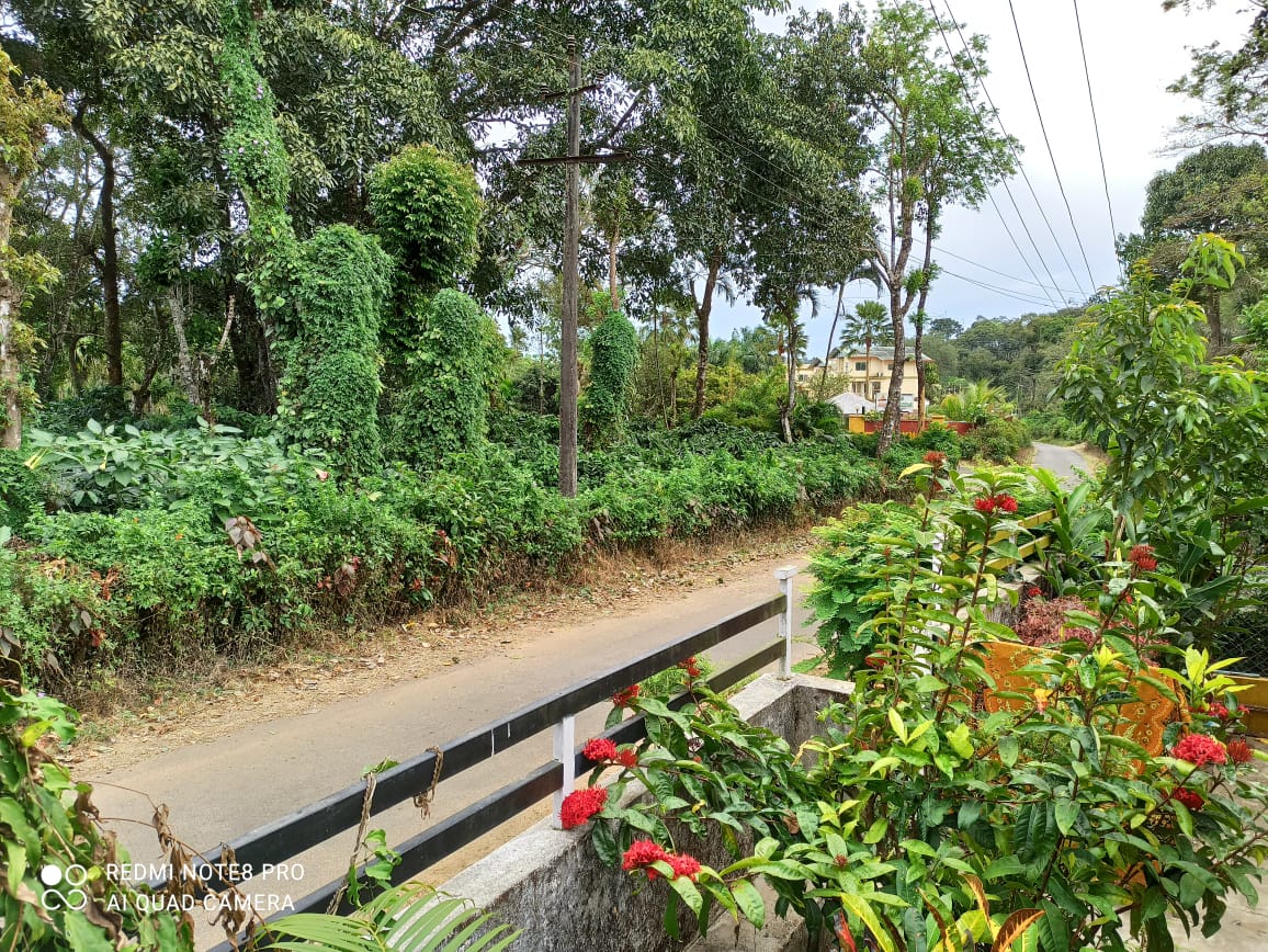 Cosy homestay amidst coffee plantation - Tap to explore photos