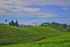 Pemagyalpo Homestay, Mirik