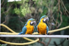 Camel Valley Resort and SPA, Khanvel