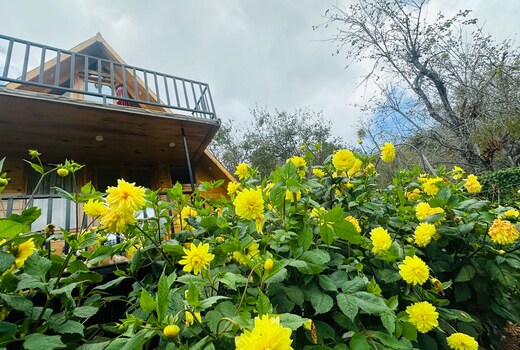 Dreamy Wonders Resorts