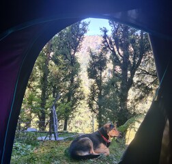 Forest-view Tent