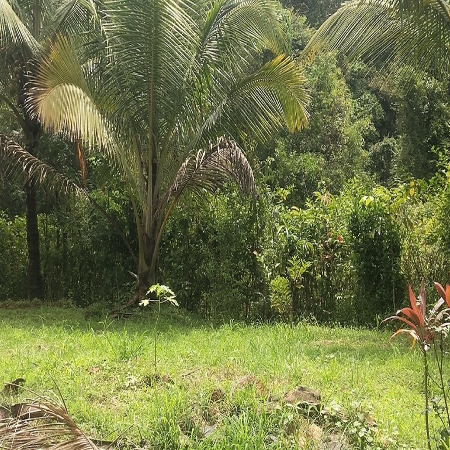 Chavan Holiday Resort - Tap to explore photos