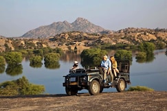 Jawai Dam Stay., Falna