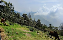 Private Cottages