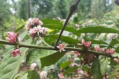 Hamsa Stay Bungalow with wifi sakleshpur, Sakleshpur