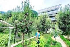 The Cedar Stone Apartment Manali, Manali