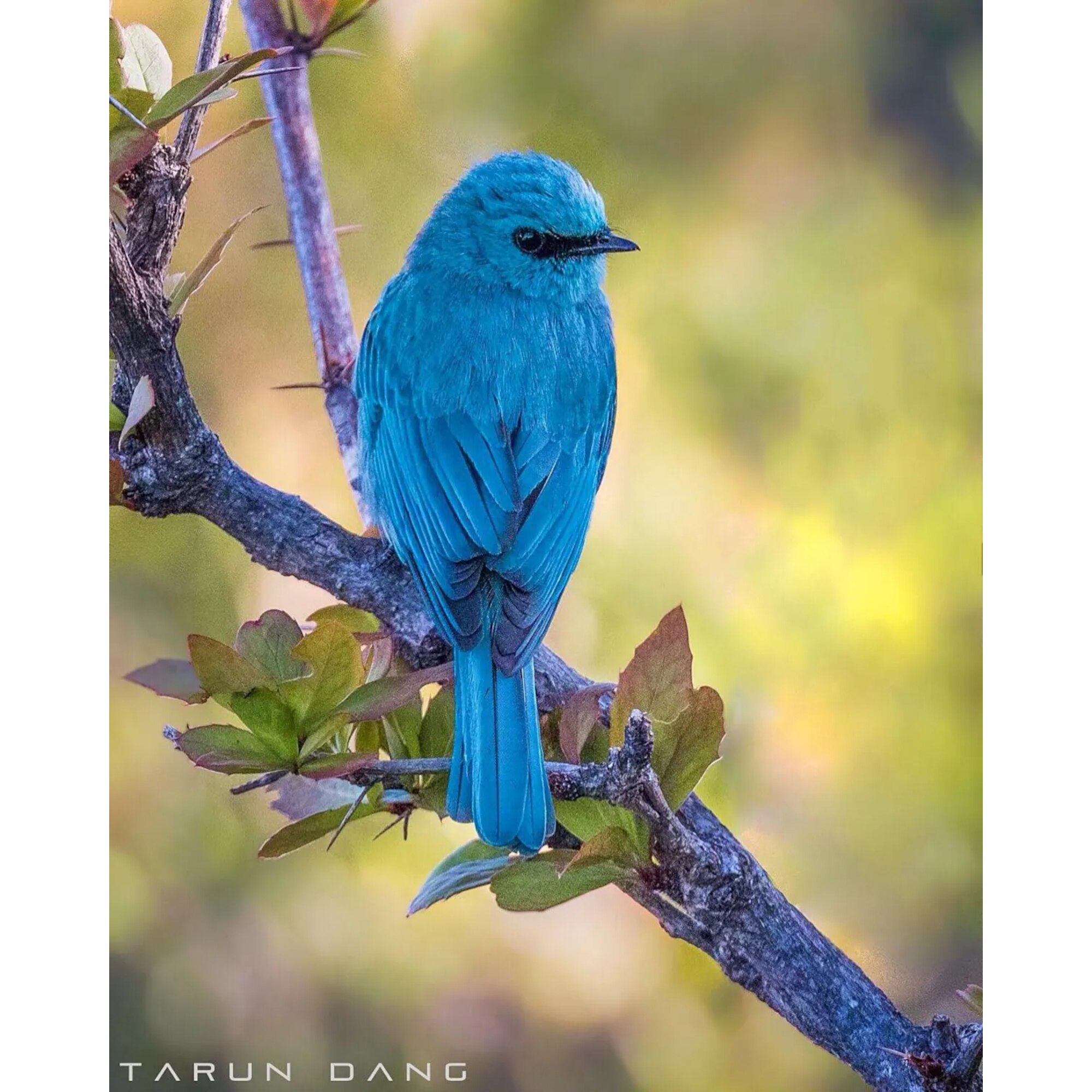 ZeroStay Farm Living Kanatal - Tap to explore photos