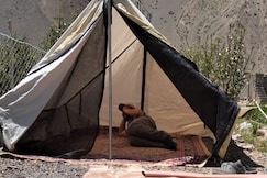 StayApart Camping at Lari , Tabo, Tso Moriri