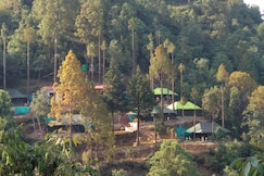 Himalayan Oak, Mukteshwar