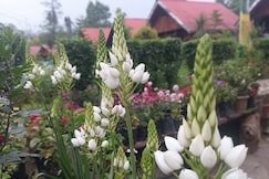 Pedenla Bhutia, Pelling