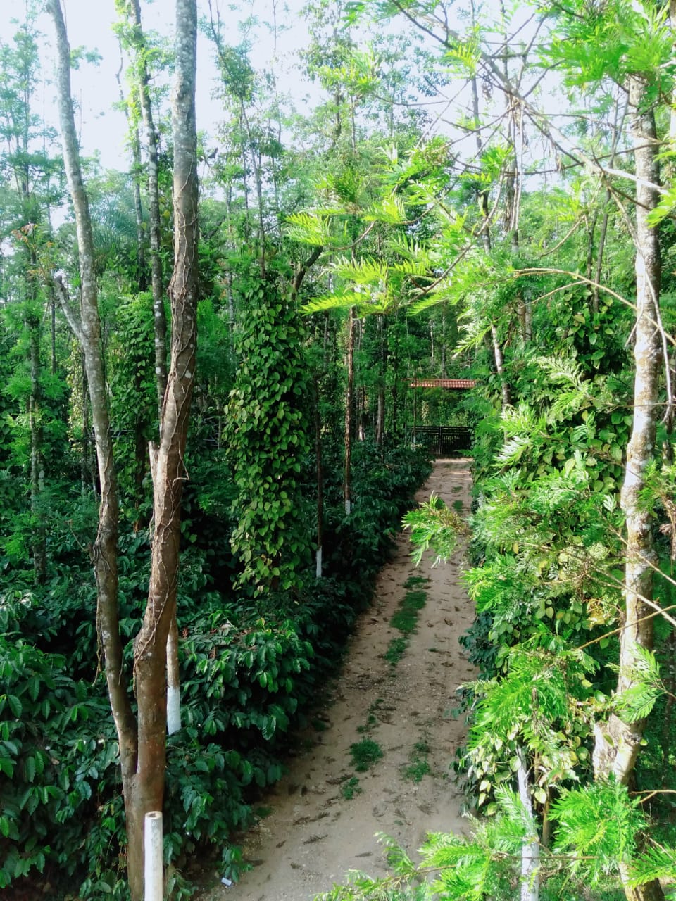 Plantation Stay A Homestay in Chikmagalur - Tap to explore photos