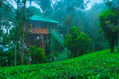 Dream Catcher Plantation, Munnar