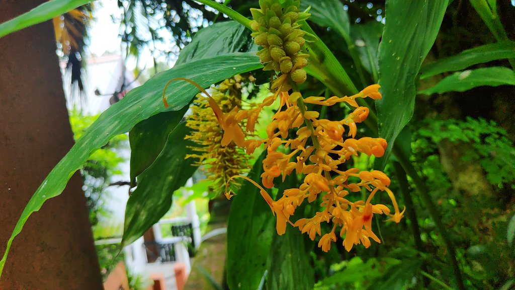 Mystic Orchid Retreat Kalimpong Inr 360 Off 1 8 5 0 Price