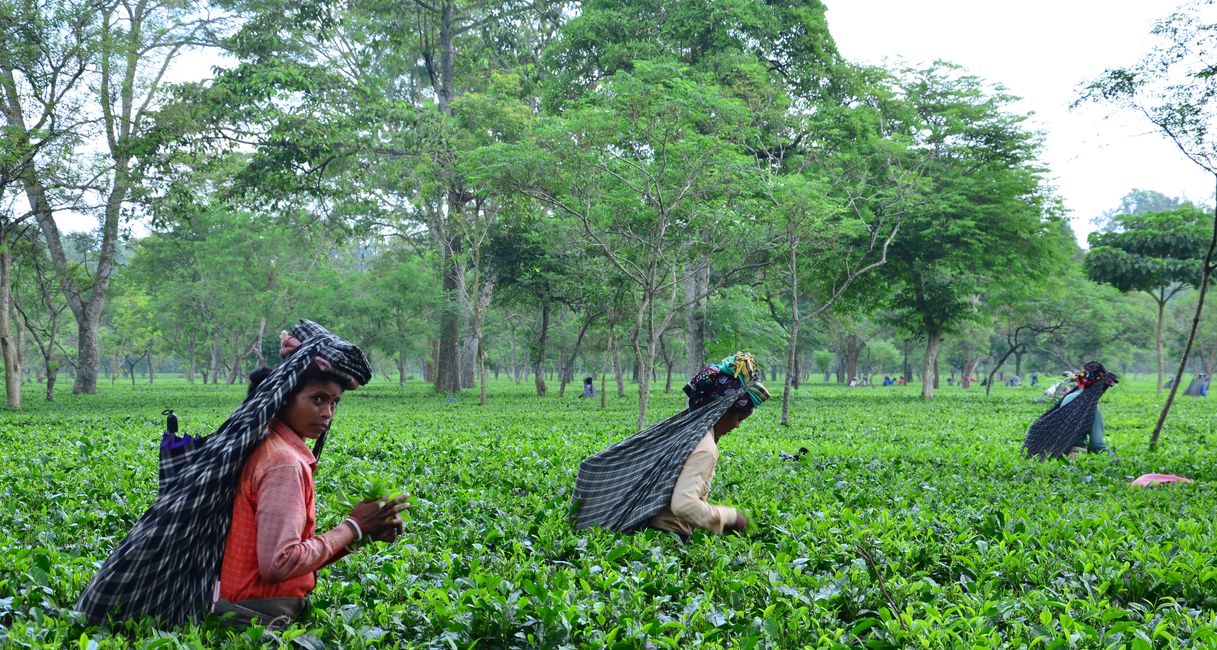 Saraswatipur Tea Resort - Tap to explore photos