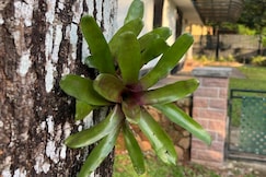 Green Thumb Farm Stay, Kuttikkanam