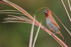 Rutugandh River View (Agro tourism), Wai
