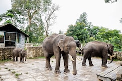 Dubare Elephant Camp by Jungle Lodges, Coorg