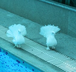 Swimming Pool 1