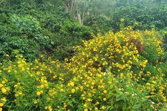 Athena Homestay., Coorg