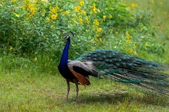 Rajshali - A Royal Stay, Wai