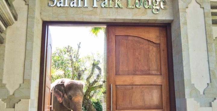 Elephant Safari Park Lodge Hotel Bali 1 2 5 6 7 Hotel