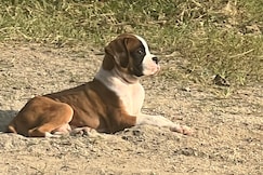 Samvardhana farm, Bodhgaya