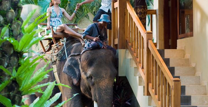 Elephant Safari Park Lodge Hotel Bali 1 2 5 6 7 Hotel