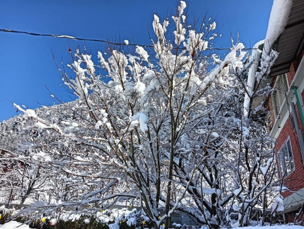 The Country Side: Manali Meadows - Tap to explore photos