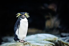 Holiday Inn Express and Suites Calgary University, Canmore, Alberta