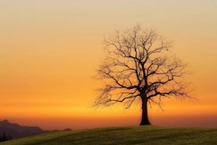 Shree Mahakal Sharnam Home Stay, Ujjain