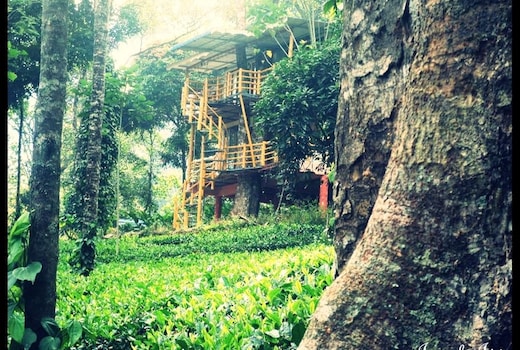 Jungle Jive Tree House | Rooms in a Homestay